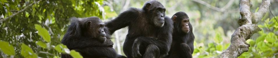 Chimpanzee Tree Party